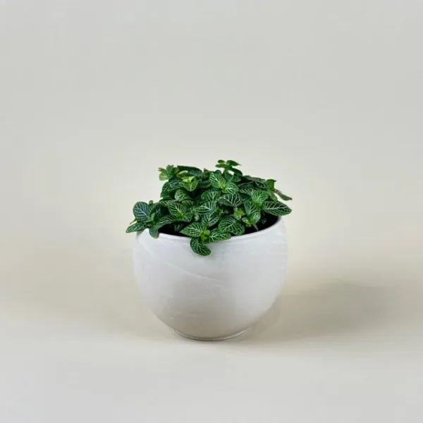 Fittonia