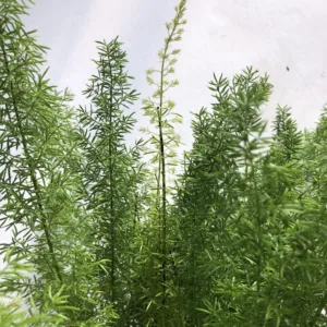Fern- Foxtail