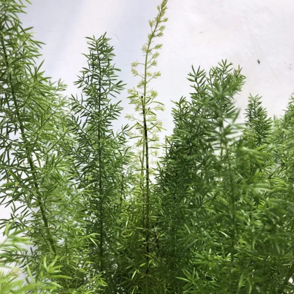 Fern- Foxtail