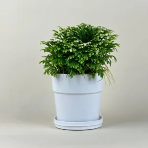 Fern- Frosty