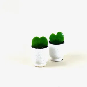 Hoya Heart