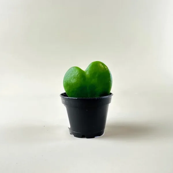 Hoya Heart - Image 2