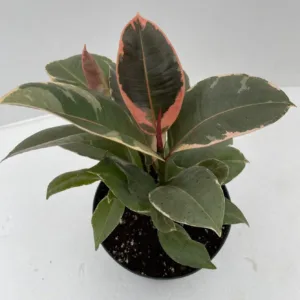 Ficus 'Tineke'