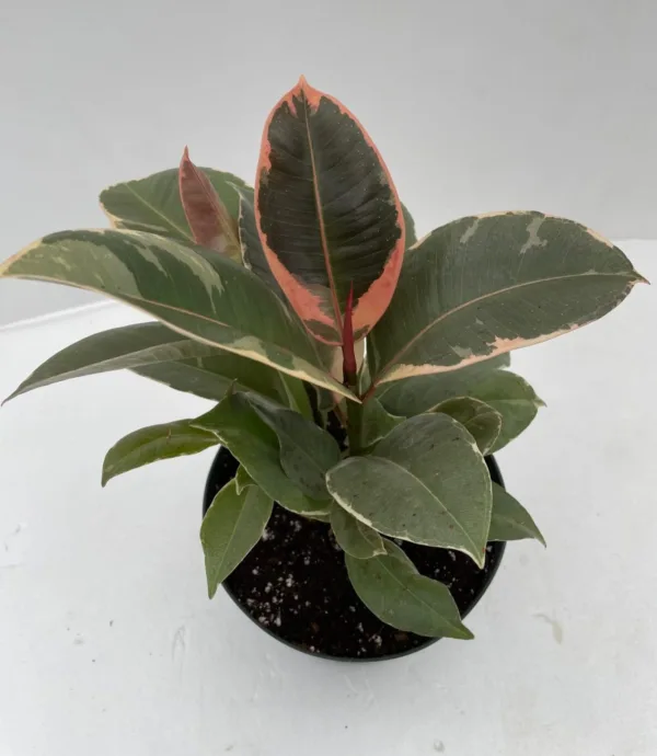 Ficus 'Tineke'