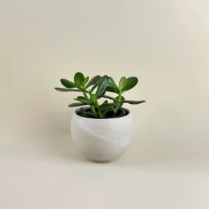 Jade Plant