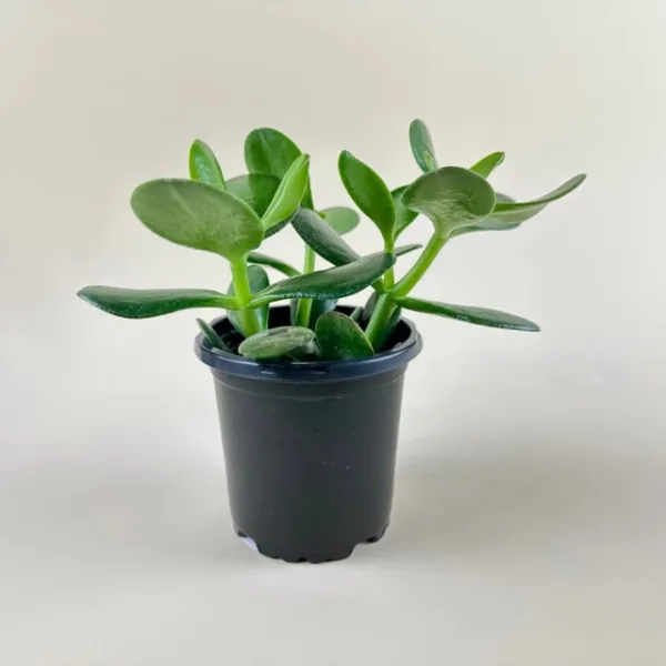 Jade Plant - Image 2