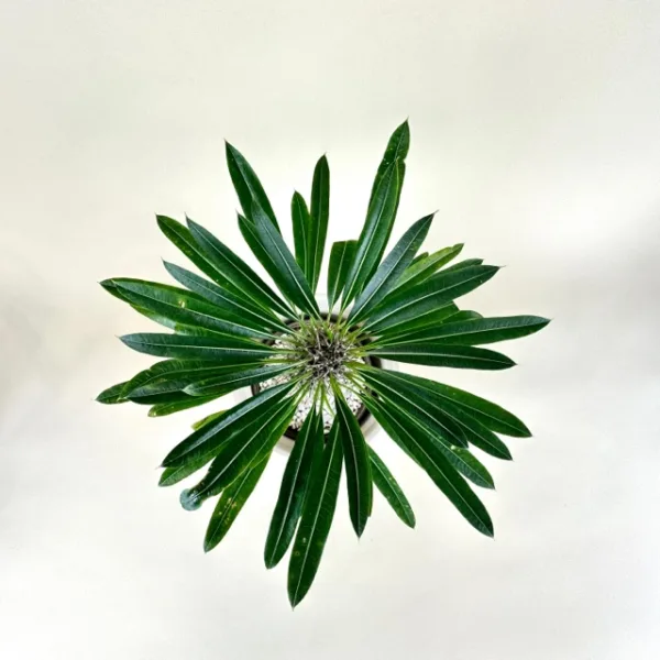 Madagascar Palm - Image 3
