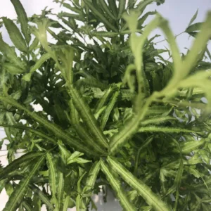 Fern 'Mayii' 3.5in.