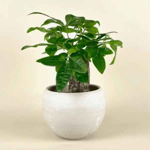 Money Tree