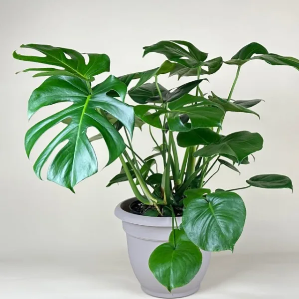 Monstera deliciosa