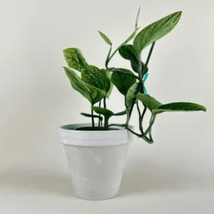 Monstera Peru