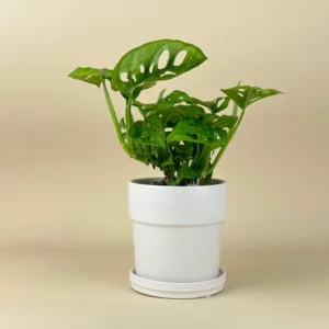 Monstera adasonii