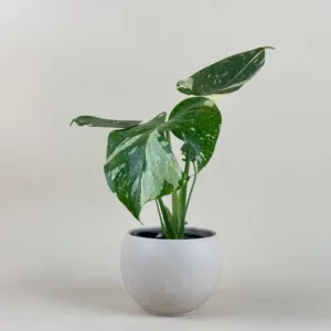Monstera 'Thai Constellation'