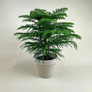 Norfolk Island Pine