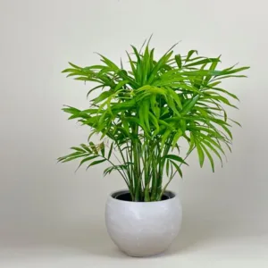 Neanthe Bella Palm