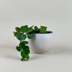 Peperomia 'Hope'