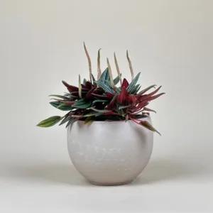 Peperomia 'Rosso'