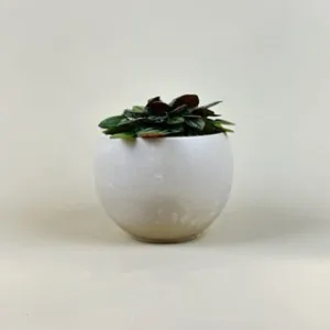 Peperomia 'San Marino'