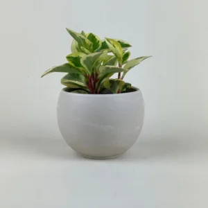Peperomia Sweet and Sour 9cm