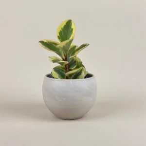 Peperomia Variegated 3.5in