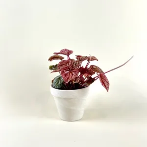 Peperomia 'Schumi Red'