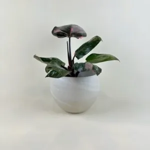 Philodendron 'Pink Princess'