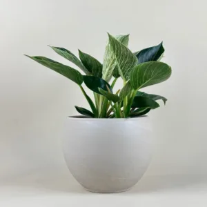 Philodendron 'Birkin'