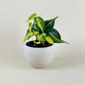 Philodendron 'Brasil'