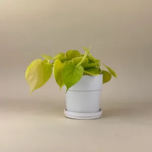 Philodendron 'Lemon'