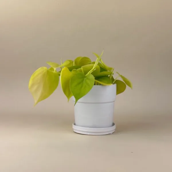 Philodendron 'Lemon'