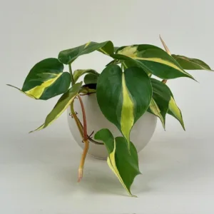 Philodendron 'Cream Splash' 4in
