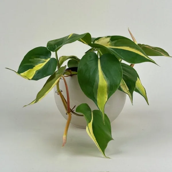 Philodendron 'Cream Splash' 4in