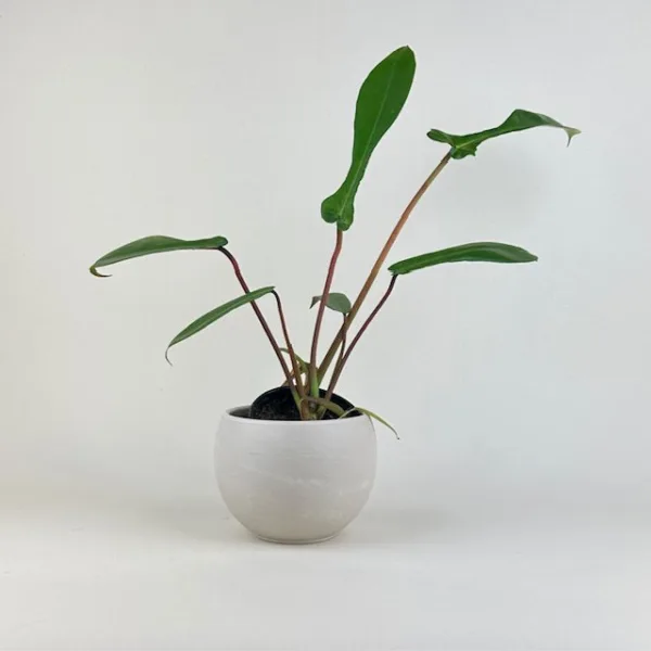 Philodendron 'Joepii'