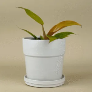 Philodendron 'Orange Marmalade'