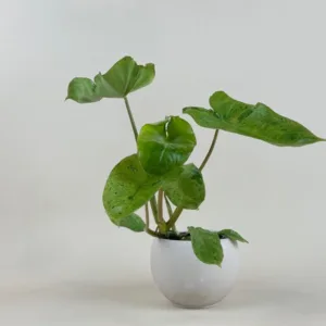 Philodendron 'Paraiso Verde'