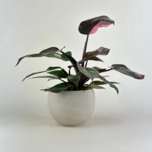 Philodendron 'Pink Princess Marble'