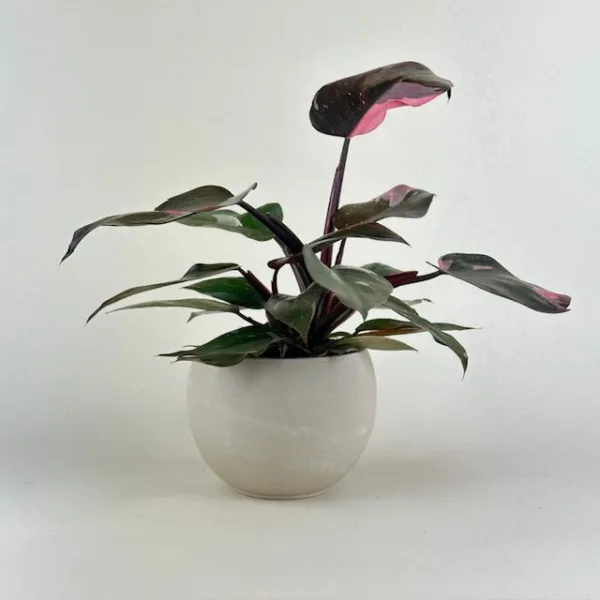 Philodendron 'Pink Princess Marble'