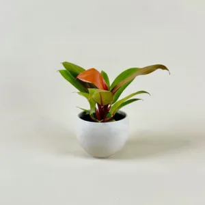 Philodendron 'Prince of Orange'