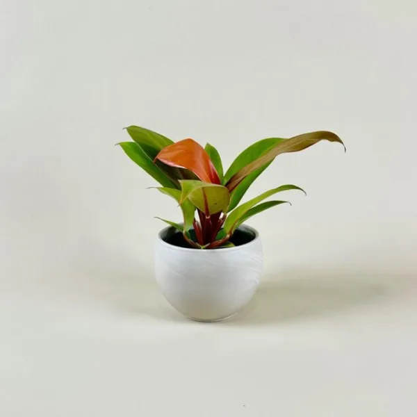 Philodendron 'Prince of Orange'