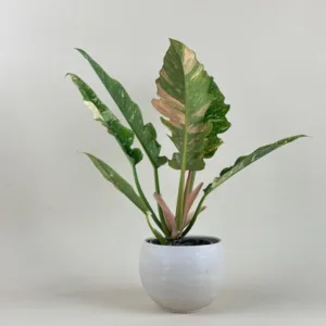 Philodendron 'Ring of Fire Variegated'