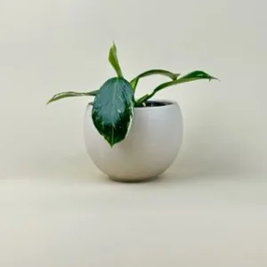 Philodendron 'White Wizard'
