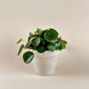 Pilea- Chinese Money Plant