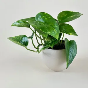 Pothos 'Golden'