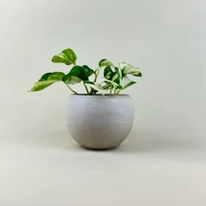 Pothos 'Manjula'