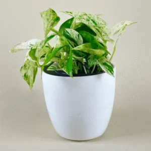 Pothos 'Marble Queen'