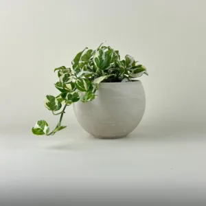 Pothos 'N'Joy'
