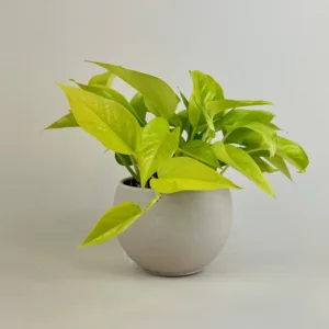 Pothos 'Neon'