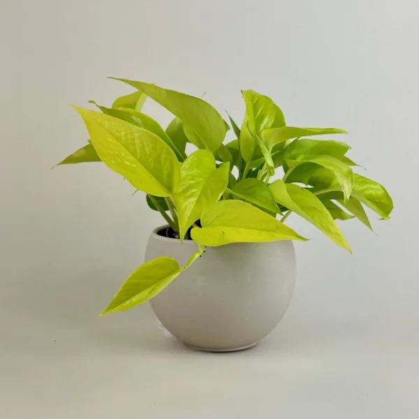 Pothos 'Neon'