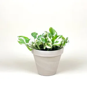 Pothos 'Pearls & Jade'