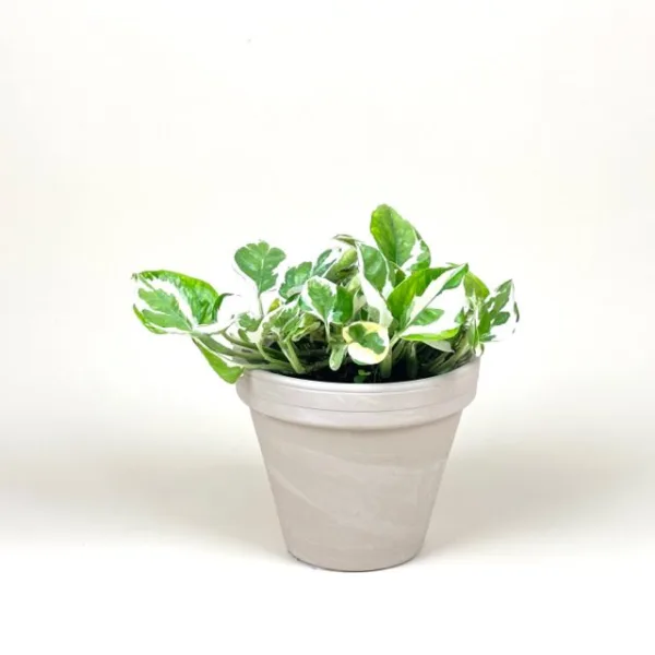 Pothos 'Pearls & Jade'